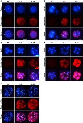 Interleukin-7 enhances in vitro development and blastocyst quality in porcine parthenogenetic embryos